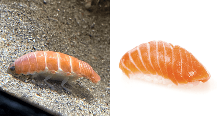 морское существо, изопод, суши, фото