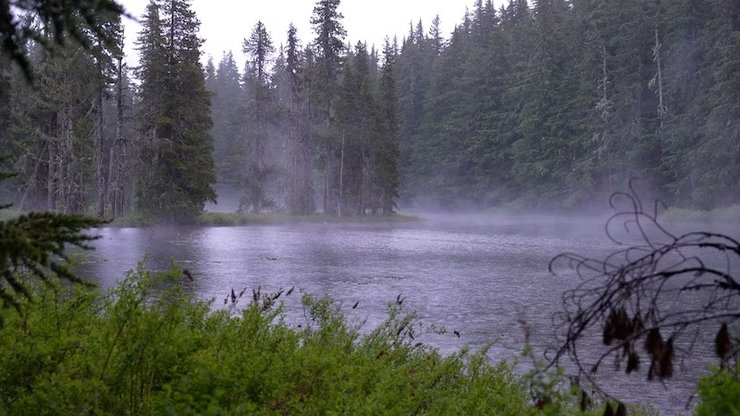 келли столп бигфут