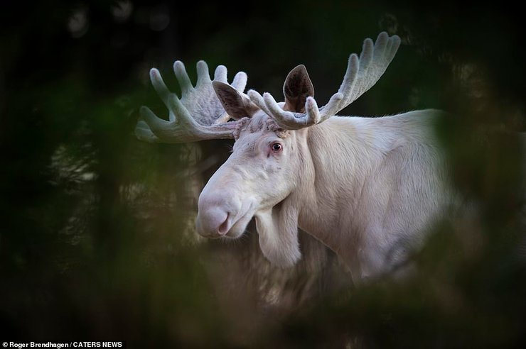 лось, швеция, белый лось, рецессивный ген, фотограф