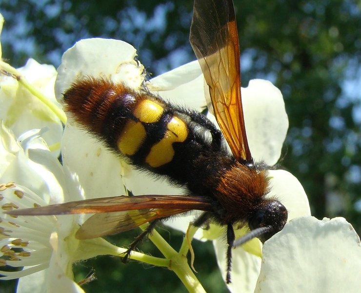 Сколия-гигант