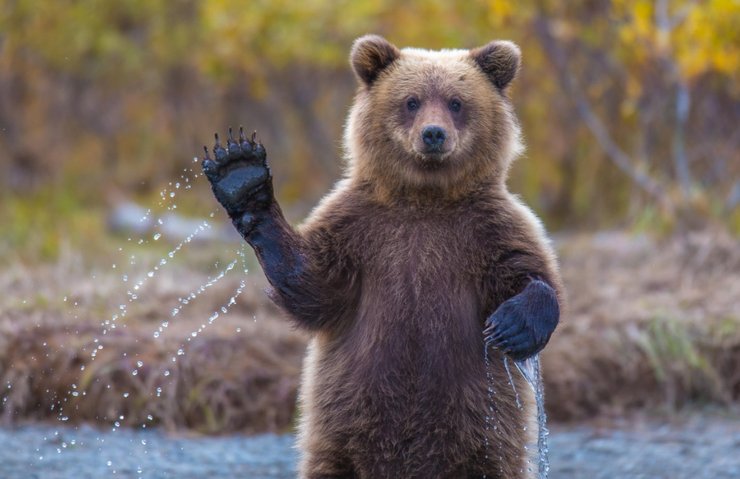 Бурый медведь