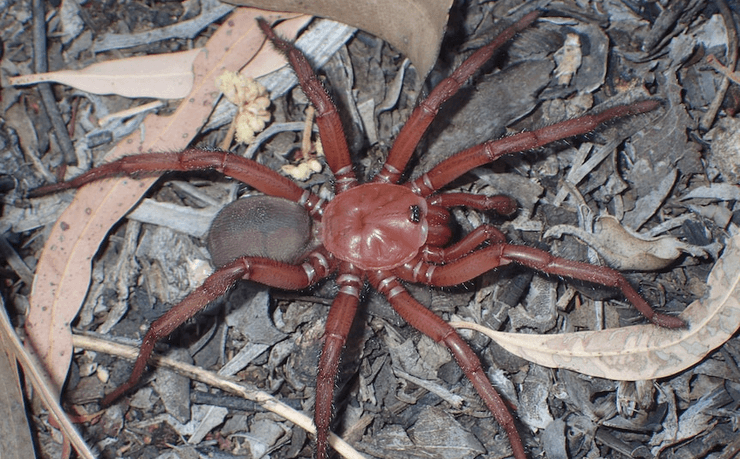 Паук, земля, нора, членистоногое, Euoplos Dignitas