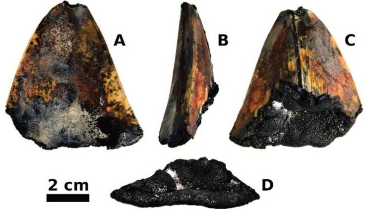 зуб, мегалодон