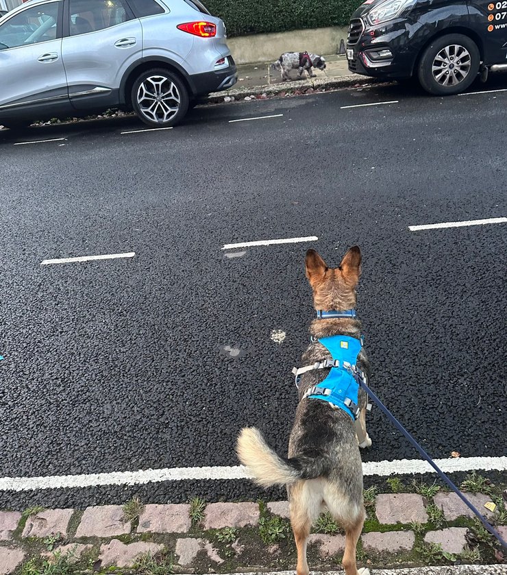 Софи во время прогулки