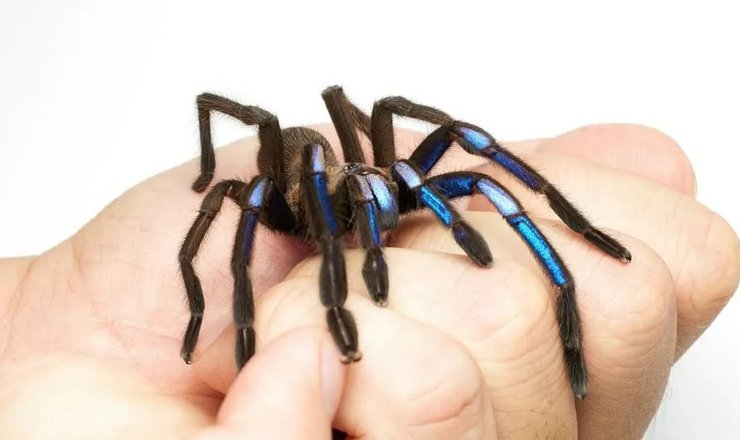 синій неоновий тарантул