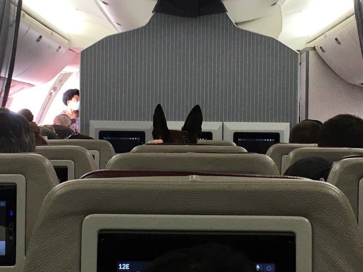 эвакуация собак в афганистане