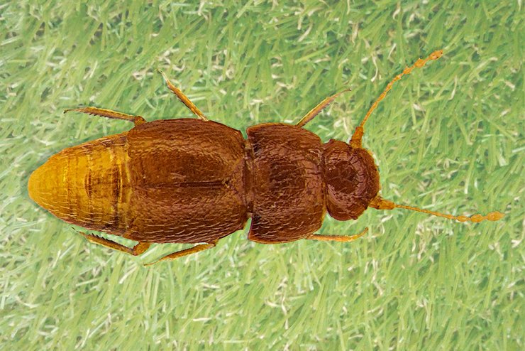 гретожук, новый вид, фото, грета тунберг