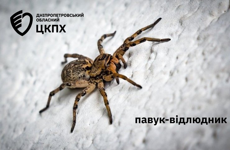 Бурі павуки-відлюдники