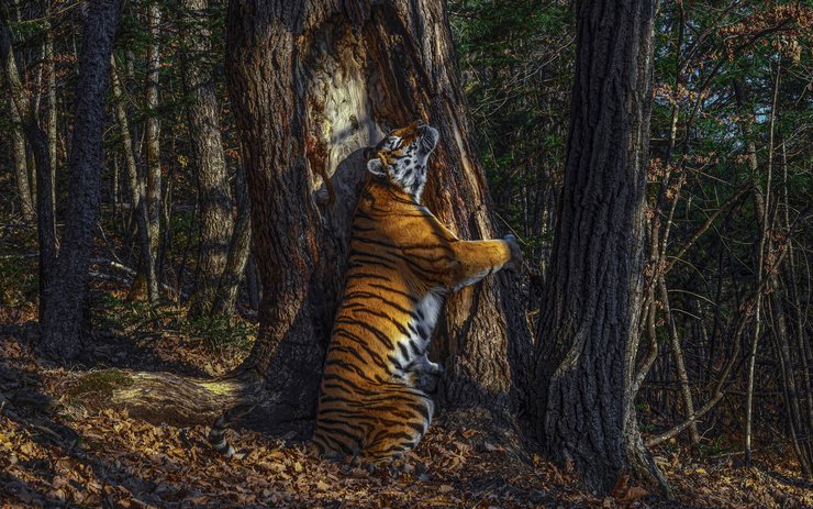 амурський тигр, Примор&#39;я, Земля леопарда, Приморський край, заповідник, національний парк, Далекий Схід, тигри