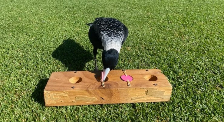 сорока птица тест