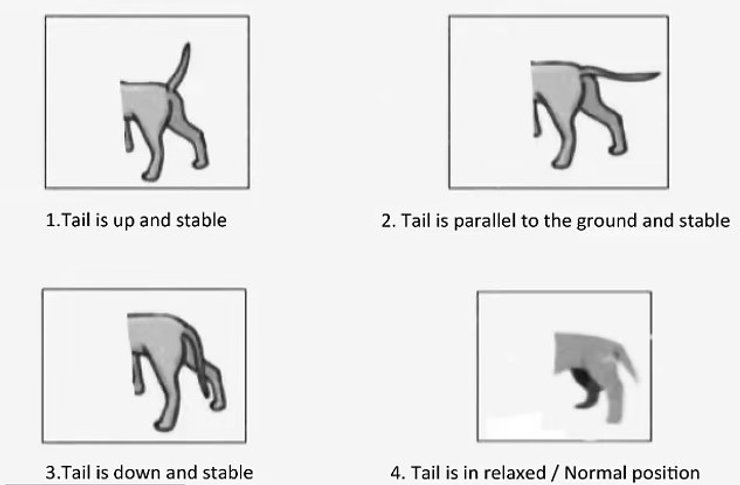 собака хвіст