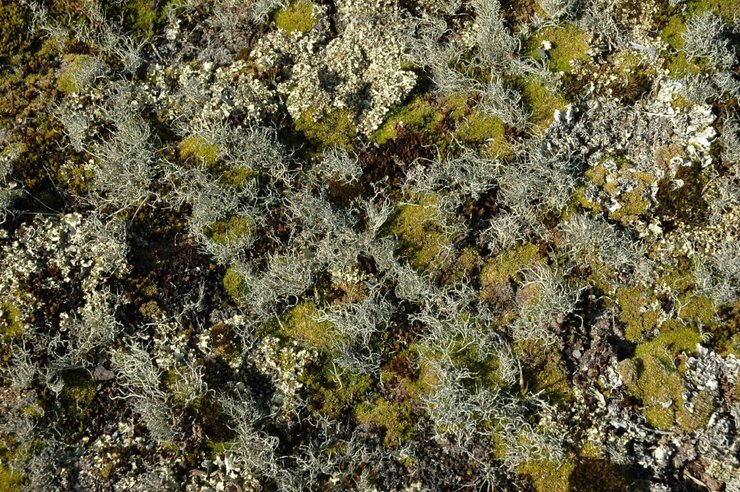 растительность в антарктиде