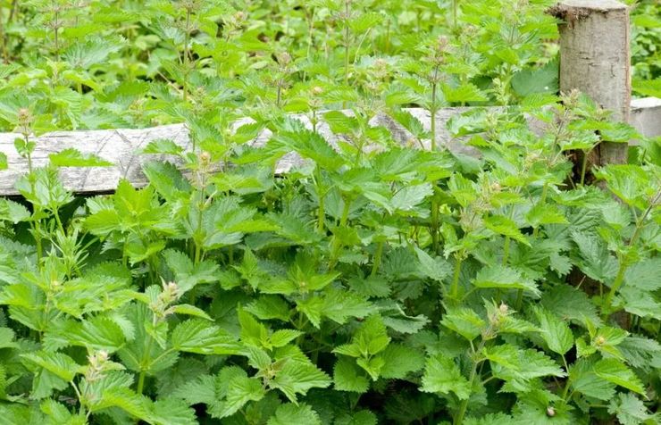 Користь кропиви для суглобів, чоловік розповів, як рослина допомагає при артриті, властивості кропиви