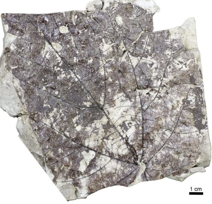 лес лист ископаемое