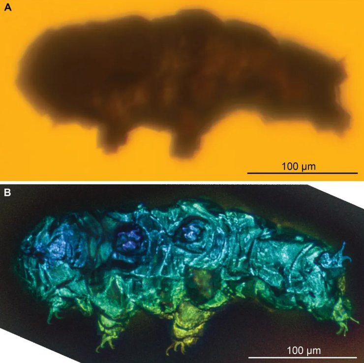 окаменелость тихоходка