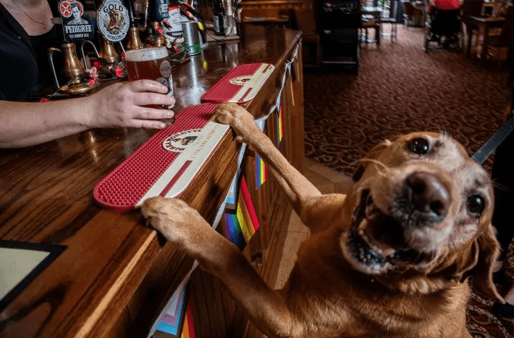 британский паб для собак