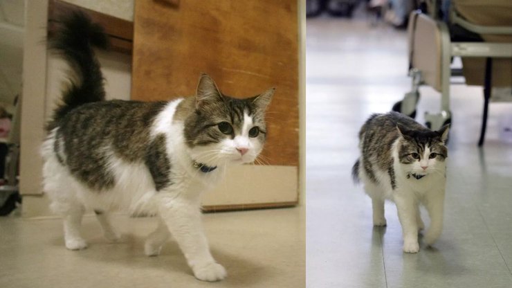 Кот предсказывающий смерть, кот, животное, кот Оскар, прожил 17 лет, предсказывает гибель, прижимался к людям, доктор, врачи, пенсионеры