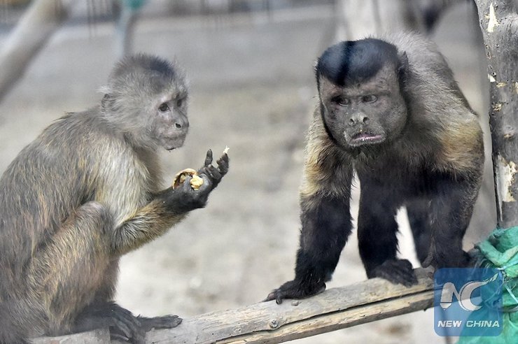 капуцин, обезьяна, обезьянка с печальным лицом