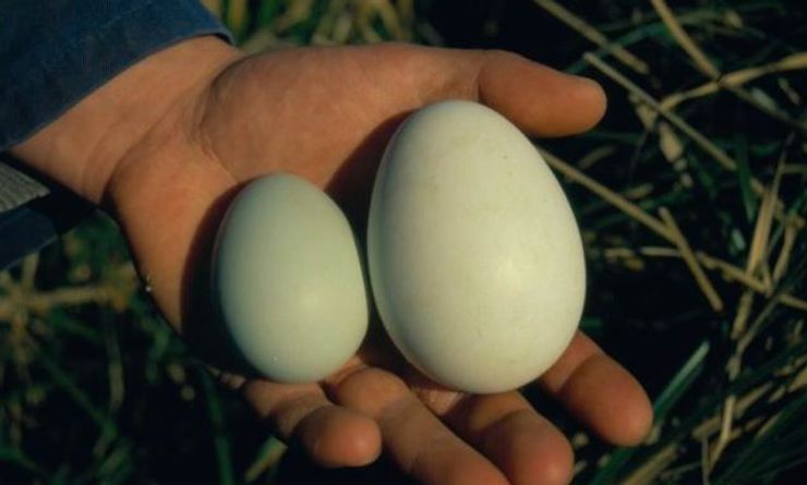 пингвины, яйца пингвинов