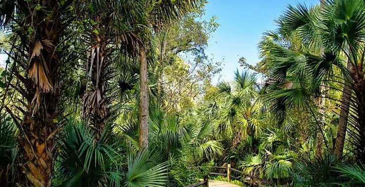 деревья, лес