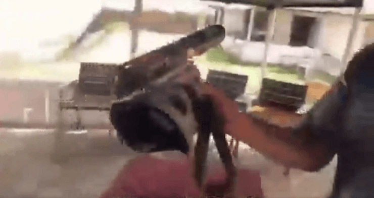 боевые дельфины