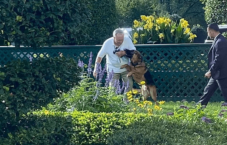 Командор, овчарка, собака Джо Байдена, президент США, Секретная служба, телохранитель президента, собаки президента, Белый дом, врачи, укус