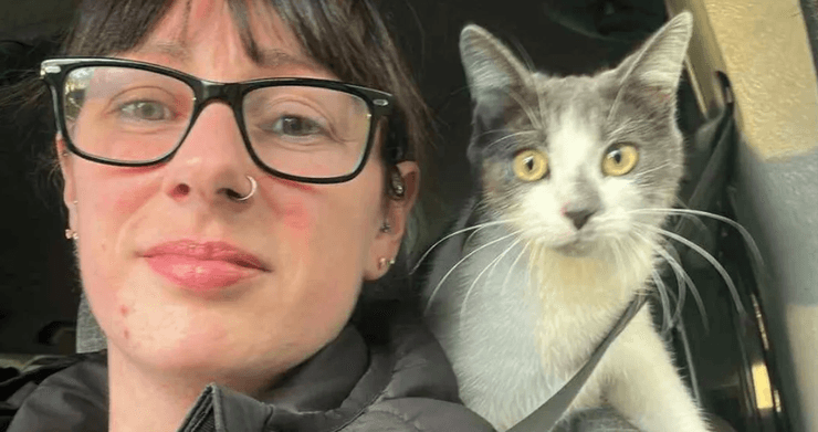 Кошка, Кошки, коты, Кошка путешественник