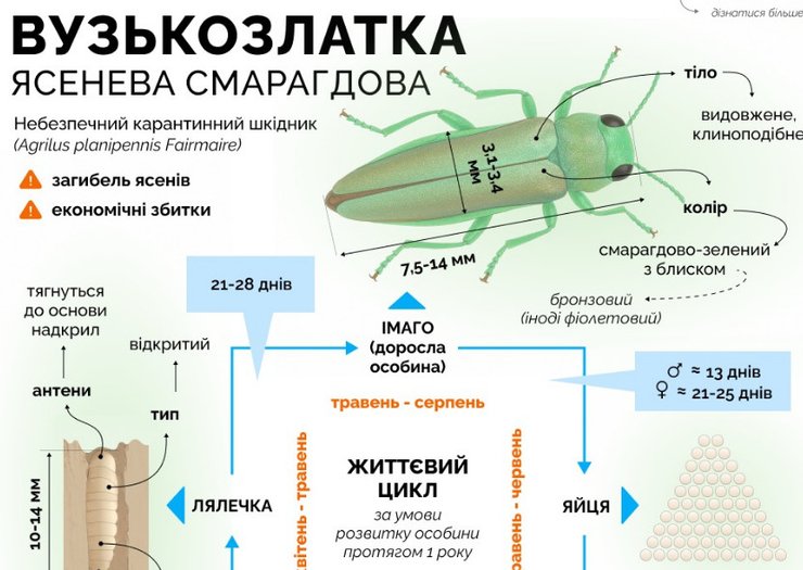 Вузькозлатка ясенева смарагдова