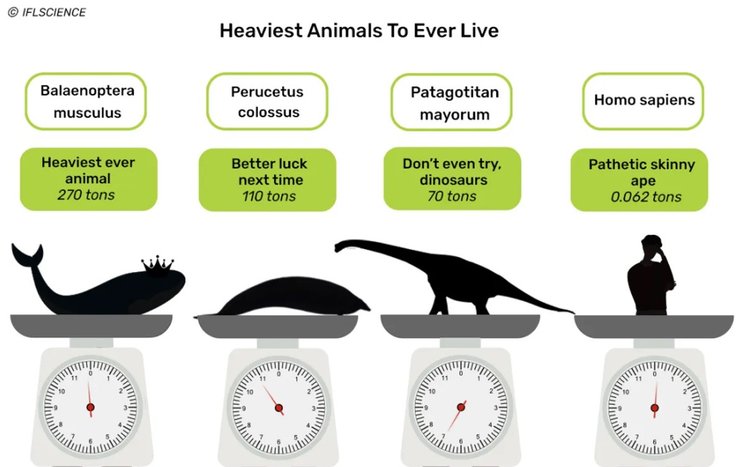 тварини маса