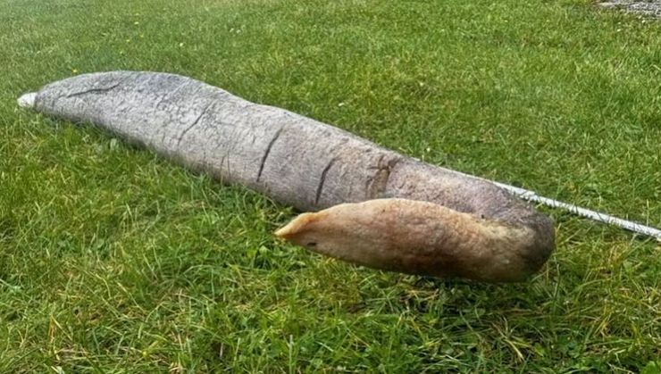 Прибиральники знайшли дивну річ на пляжі, вони спершу думали, що це морська змія, фото, курйози