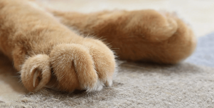 Крупный план лапы кошки с когтями, которые животные используют для затачивания и ухода