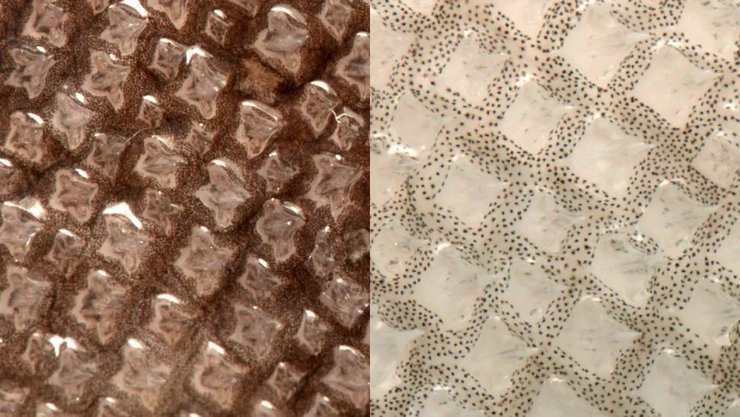 акула призрак клетки, белая акула кожа