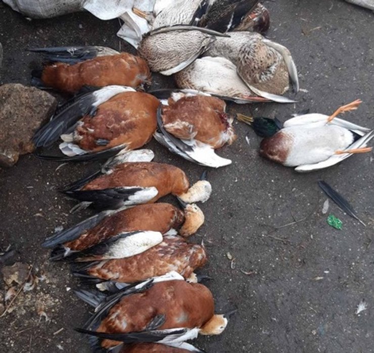 заповедник, отравления, птицы, аскания-нова, Госпродпотребслужба