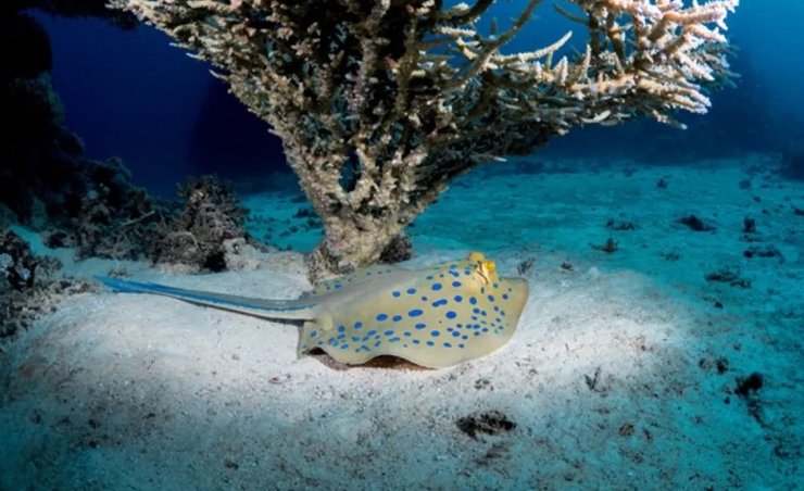 лентохвостый скат океан