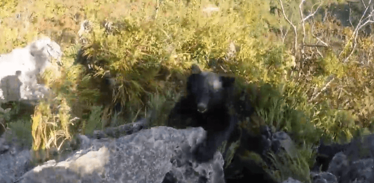 напад ведмедя