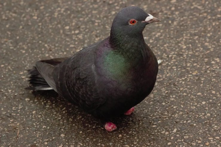 травмированные голуби ноги