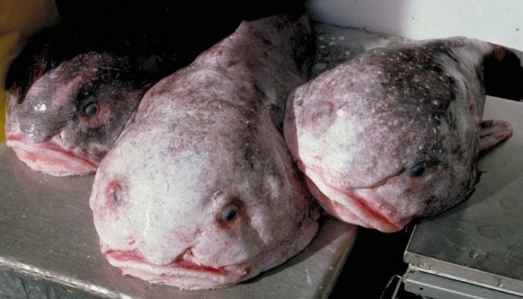 рыба-капля, смерть, воздух, фото