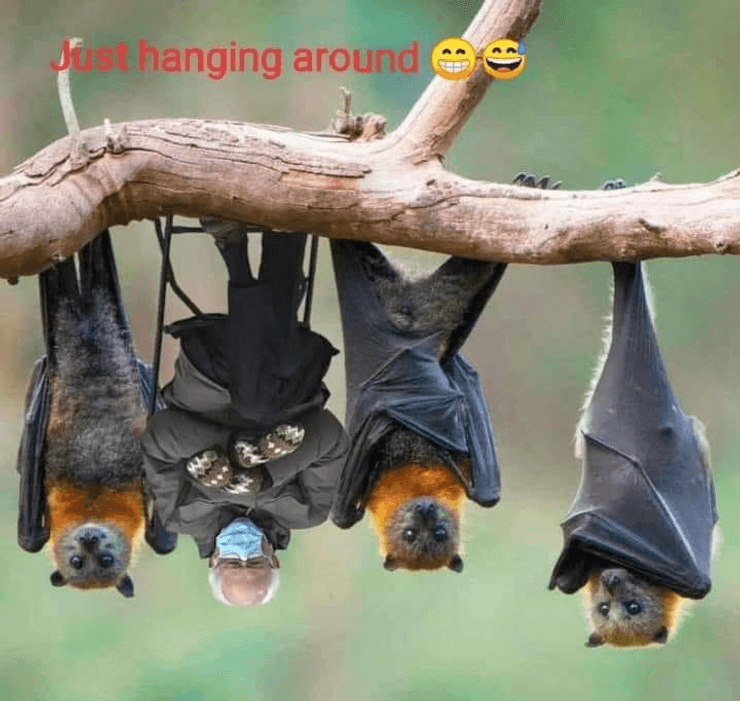 Сандерс, летучие мыши