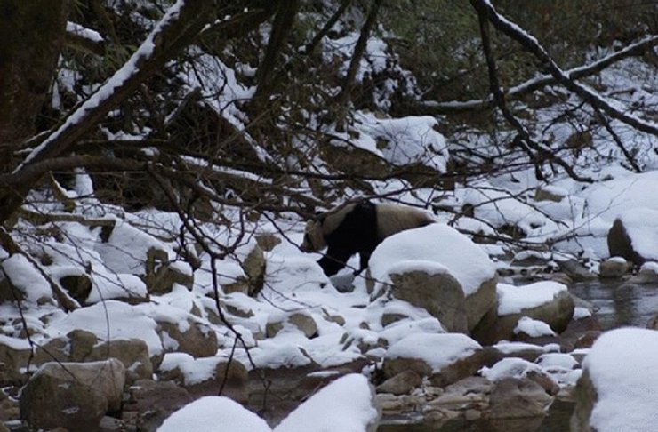 Большая панда, снег, деревья