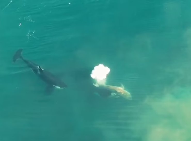 косатки, белая акула, нападение, убийство