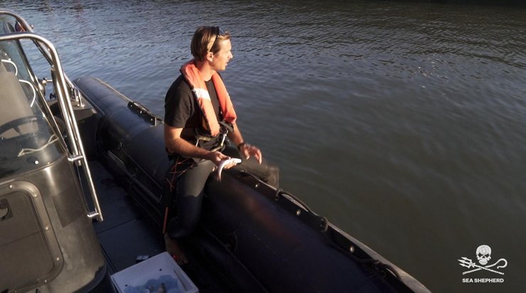 Белугу пытались накормить сельдью., кит белуга, сельдь