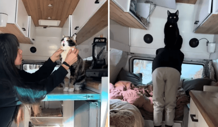 Женщина путешествует с двумя котами и собакой