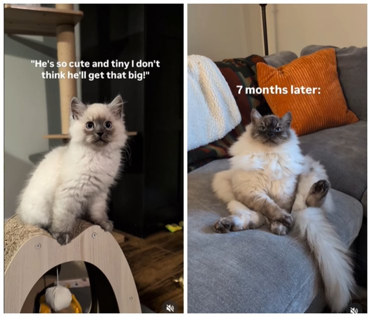 кошеня сибірський кіт