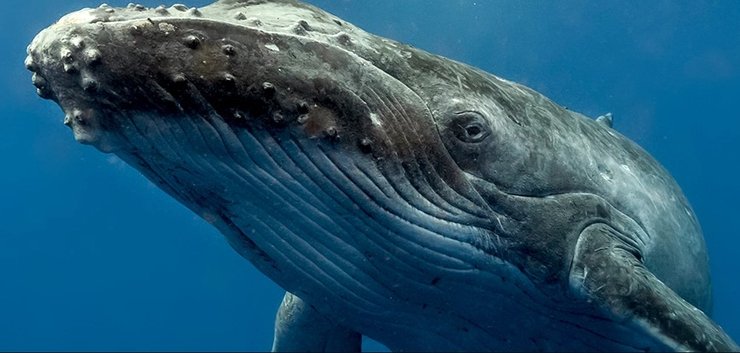 горбатый кит