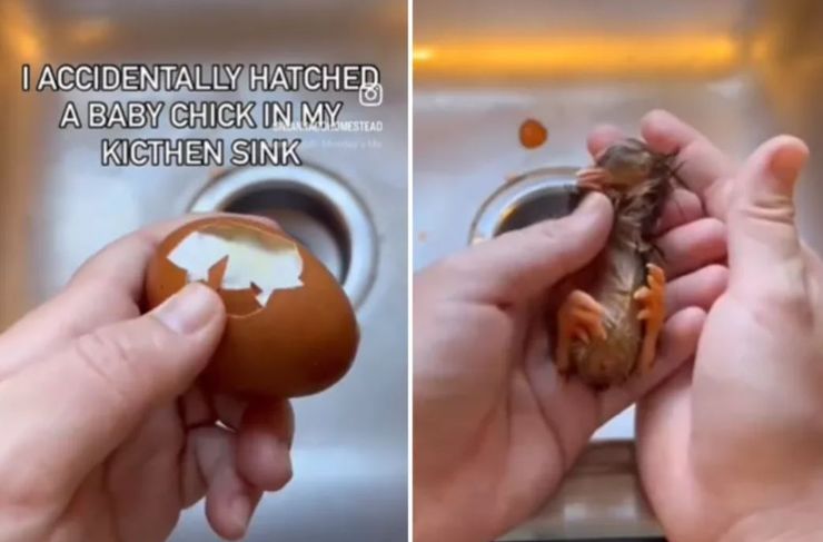 Женщина показала, что вылупилось из куриного яйца, увиденное удивило пользователей сети, что там было, курьезы