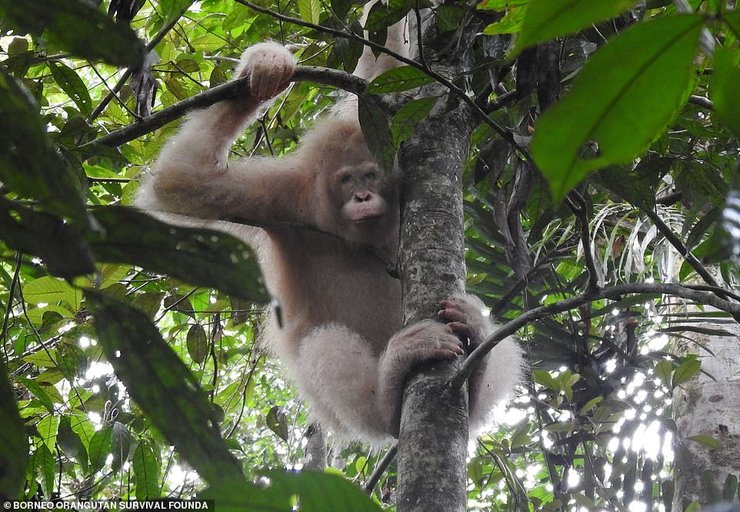орангутан, обезьяна, примат, борнео, альба, альбинос
