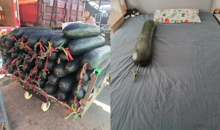 зимние дыни, дети, китай