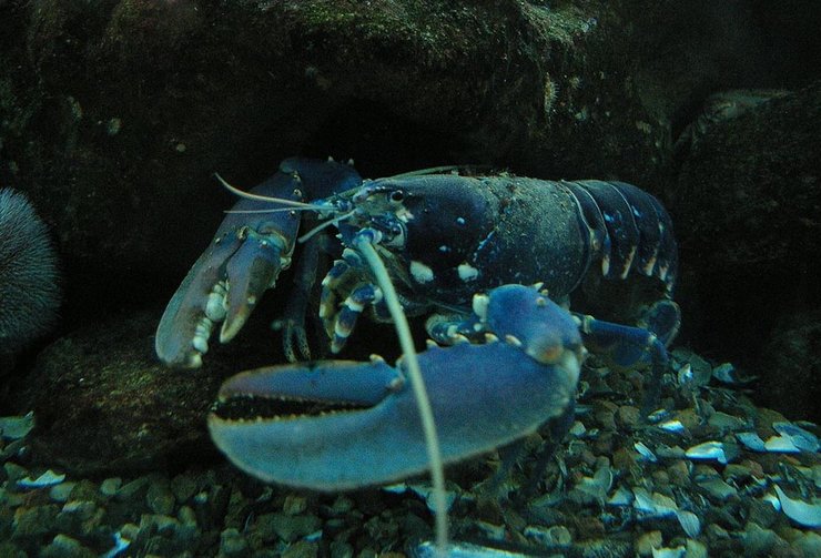 лобстери, ДНК, безсмертна істота, безсмертя, як уповільнити старіння, як уникнути старіння, теломераза, регенерація, днк