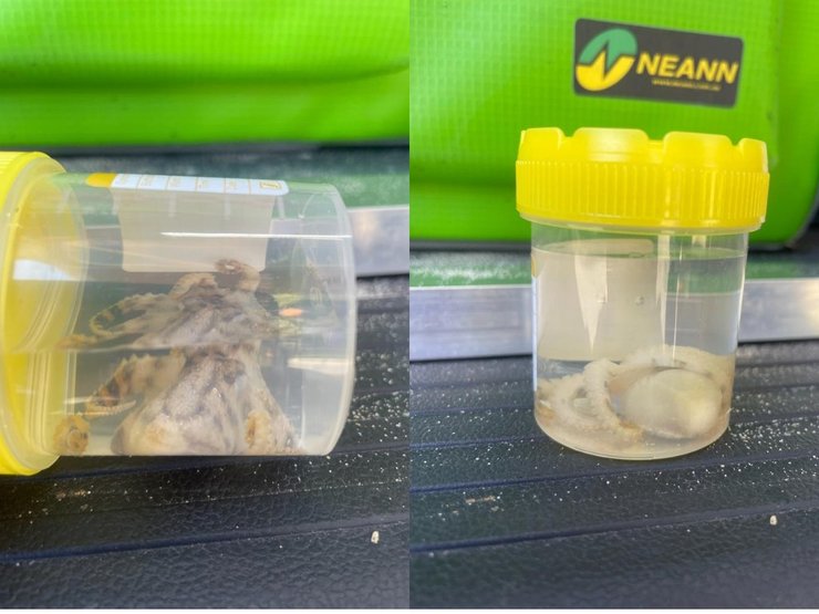 Осьминог, животное, Синекольчатый осьминог,