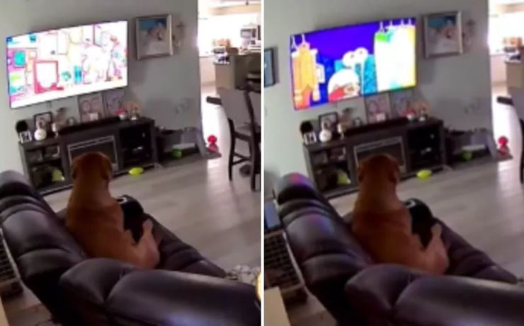 Хозяйка не могла поверить своим глазам, когда увидела, что смотрит ее пес по телевизору, когда ее нет дома